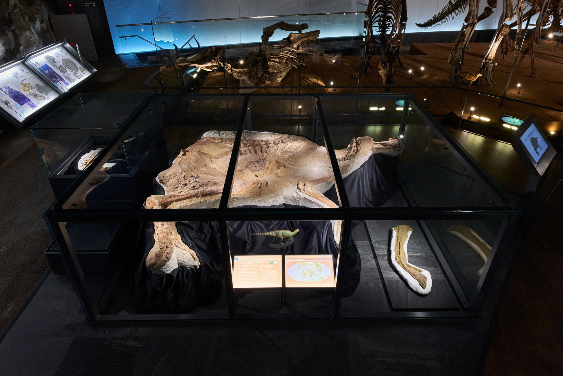 福井県立恐竜博物館